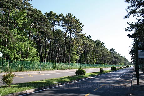 Der Kiefernwald von Lignano Sabbiadoro foto