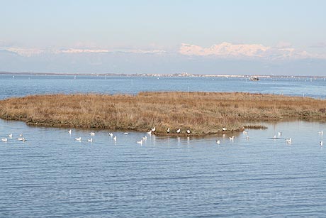 Die Moewe in die Lagune von Lignano foto