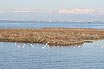 Die Moewe In Die Lagune Von Lignano