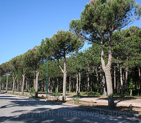 Pine trees forest at Lignano photo