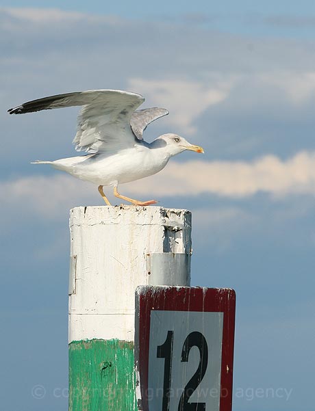 Seagull at Lignano photo