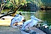 Birds And Pelicans At Lignano Zoo