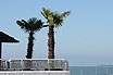 Palmtrees At Terrazza Mare Lignano Sabbiadoro