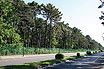 Pine Forest At Lignano