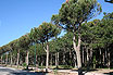 Pine Trees Forest At Lignano