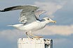 Seagull At Lignano