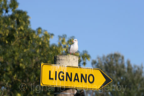 Jelzotabla a Lignano fele foto