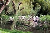 Die Flamingo Voegel im Zoo von Lignano