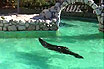Die Robben im Zoo von Lignano Sabbiadoro